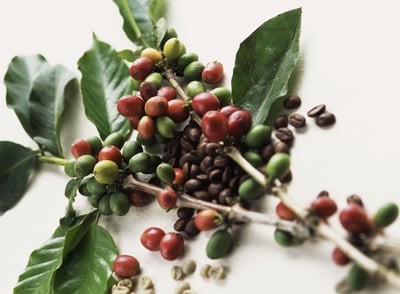 senseo our story roasting teaser