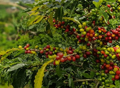 senseo our story sustainability teaser