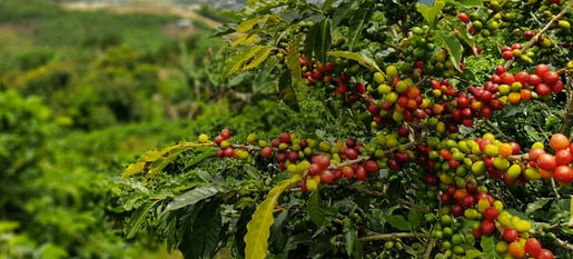 senseo our story sustainability